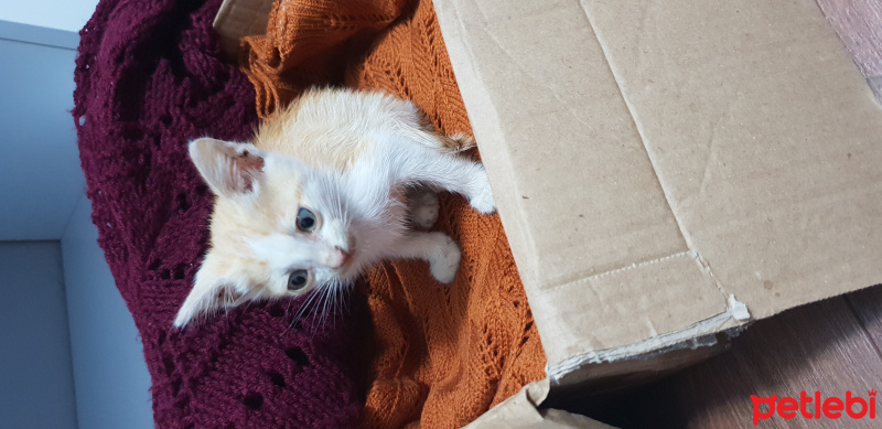 Tekir Kedi, Kedi  İsimi yok fotoğrafı