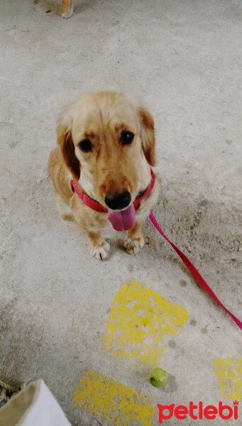 Golden Retriever, Köpek  Gofret fotoğrafı