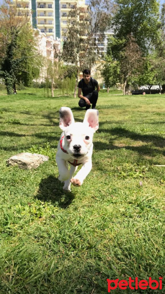 Fransız Bulldog, Köpek  Lucky fotoğrafı