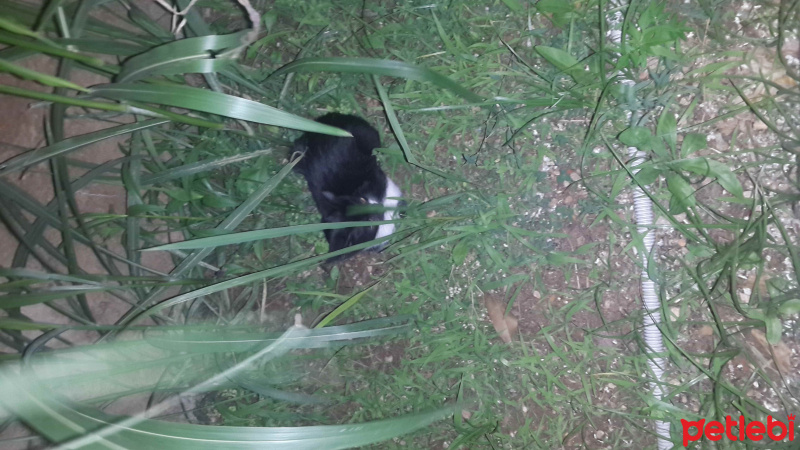 Tekir Kedi, Kedi  Silvester fotoğrafı