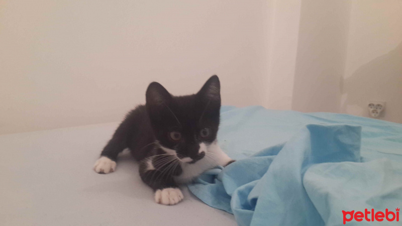 Tekir Kedi, Kedi  Silvester fotoğrafı