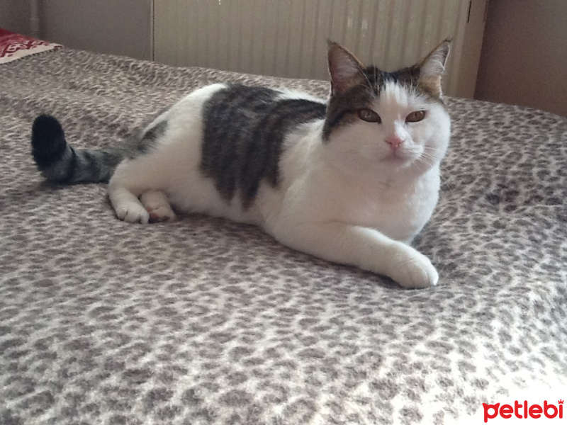 Ankara Kedisi, Kedi  Asil fotoğrafı