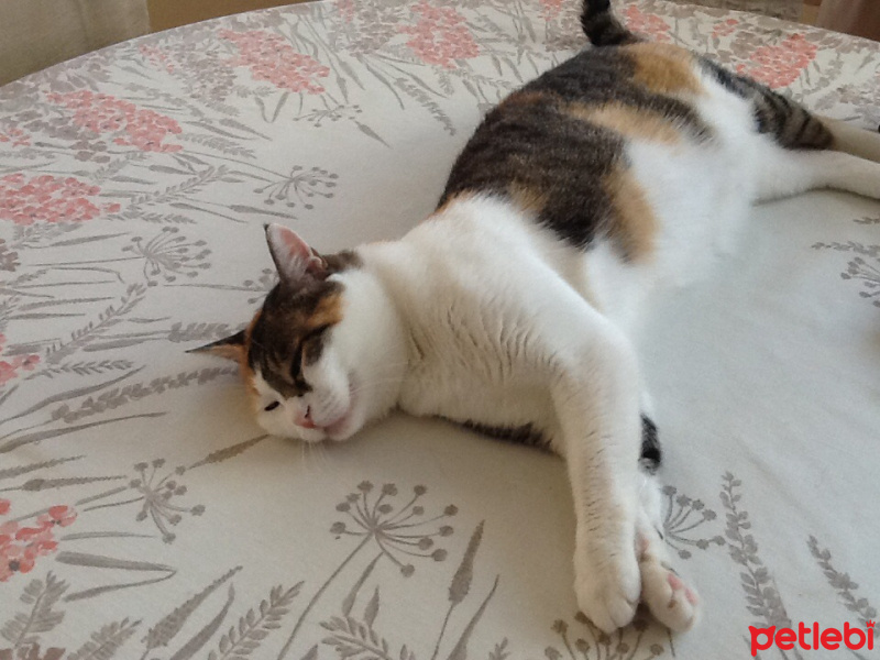 Ankara Kedisi, Kedi  Özgür fotoğrafı