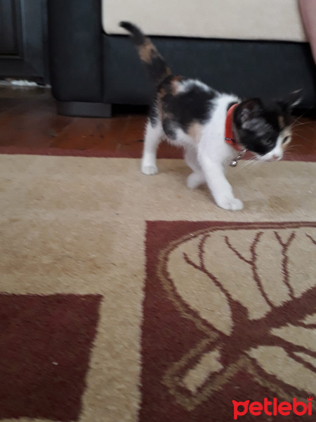 Tekir Kedi, Kedi  İsimsiz fotoğrafı