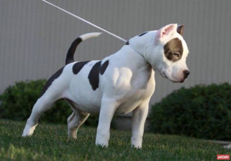 Amerikan Pitbull Terrier, Köpek  badi fotoğrafı