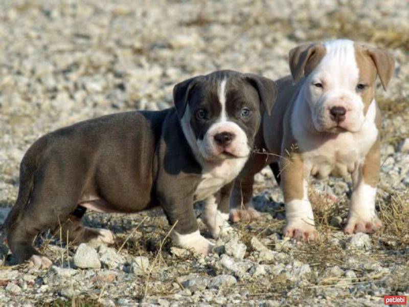 Amerikan Pitbull Terrier, Köpek  badi fotoğrafı