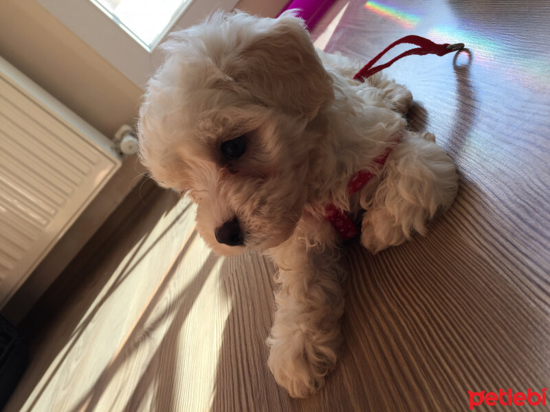 Maltese, Köpek  Bailey fotoğrafı