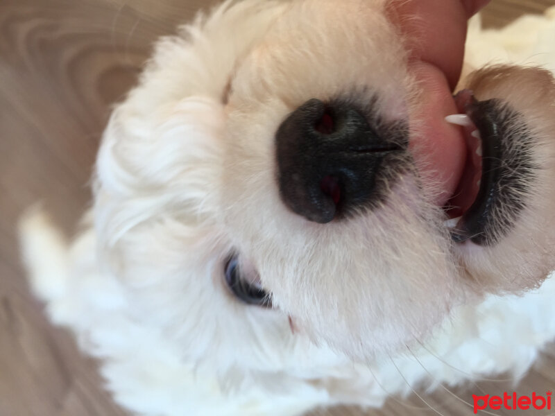 Maltese, Köpek  Bailey fotoğrafı