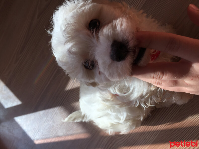 Maltese, Köpek  Bailey fotoğrafı