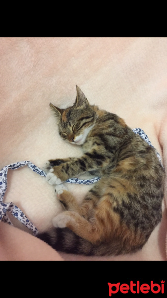 York Chocolate, Kedi  Meraklı fotoğrafı