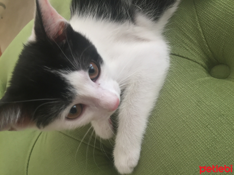 Ankara Kedisi, Kedi  Kontes fotoğrafı