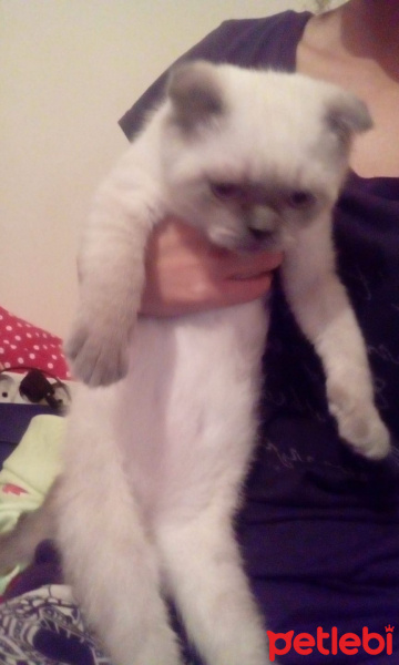 Scottish Fold, Kedi  uğur fotoğrafı