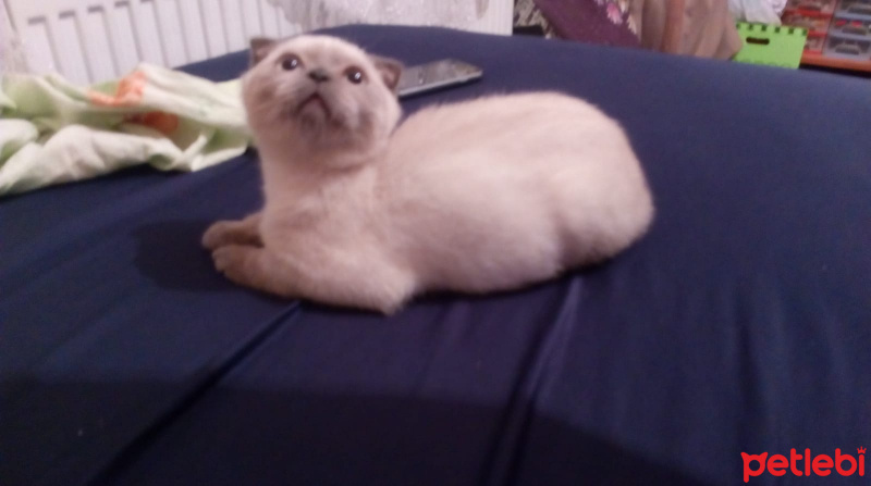 Scottish Fold, Kedi  uğur fotoğrafı