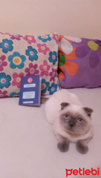 Scottish Fold, Kedi  uğur fotoğrafı
