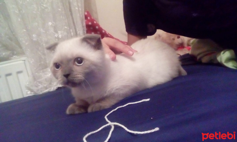 Scottish Fold, Kedi  uğur fotoğrafı