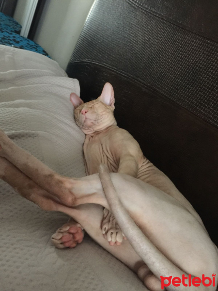 Sphynx, Kedi  Whiskey fotoğrafı