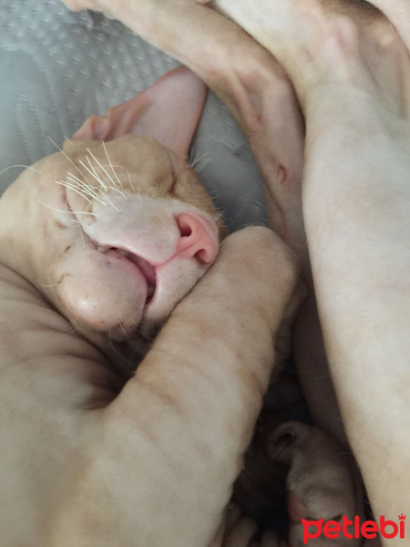 Sphynx, Kedi  Whiskey fotoğrafı
