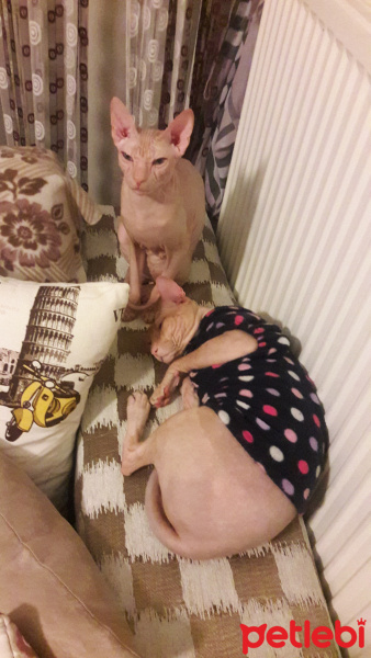 Sphynx, Kedi  Whiskey fotoğrafı