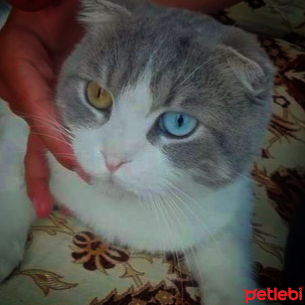 Mavi Rus, Kedi  Bora fotoğrafı