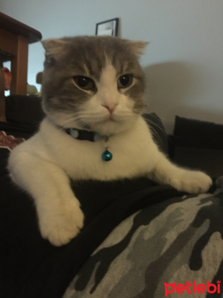 Mavi Rus, Kedi  Bora fotoğrafı
