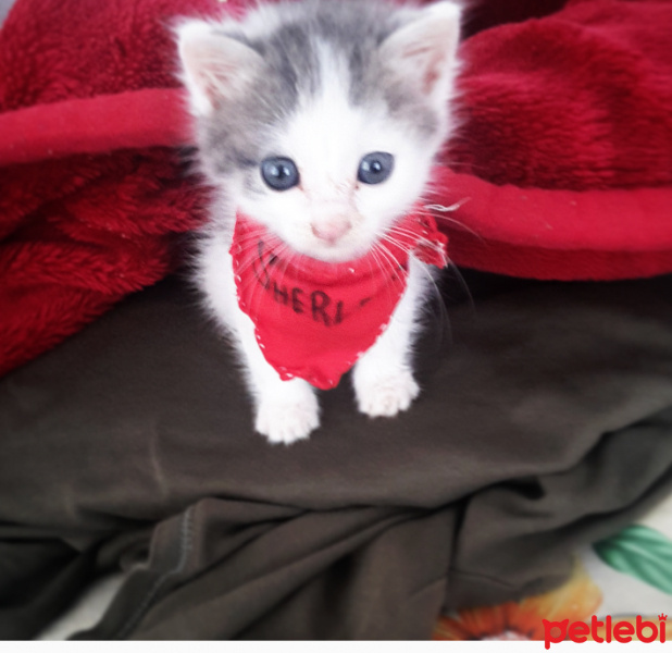 Tekir Kedi, Kedi  SHERLOCK fotoğrafı