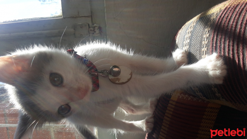 Tekir Kedi, Kedi  SHERLOCK fotoğrafı