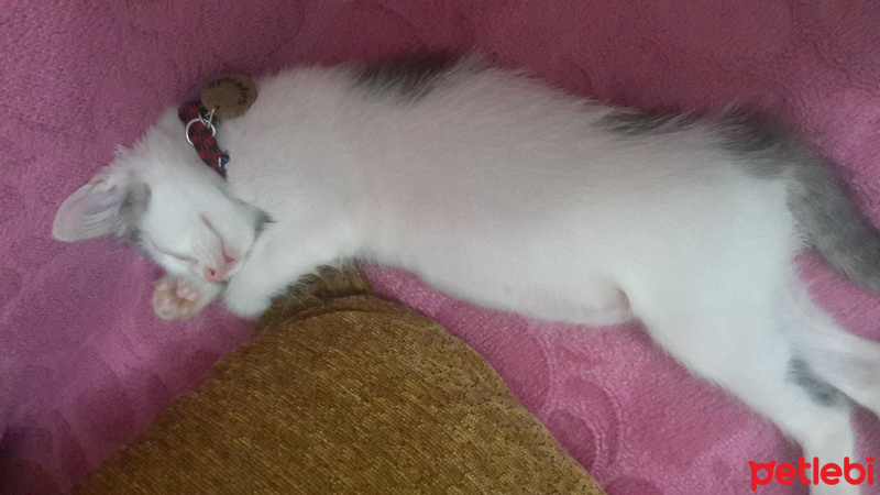 Tekir Kedi, Kedi  SHERLOCK fotoğrafı