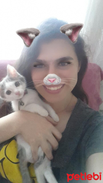 Tekir Kedi, Kedi  SHERLOCK fotoğrafı