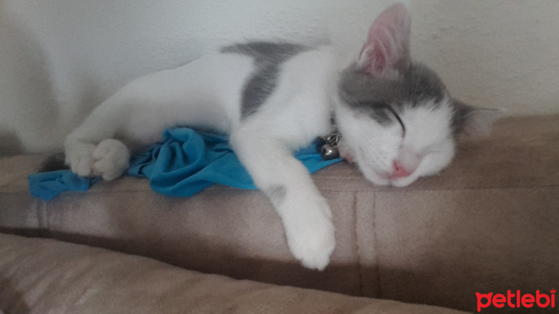 Tekir Kedi, Kedi  SHERLOCK fotoğrafı