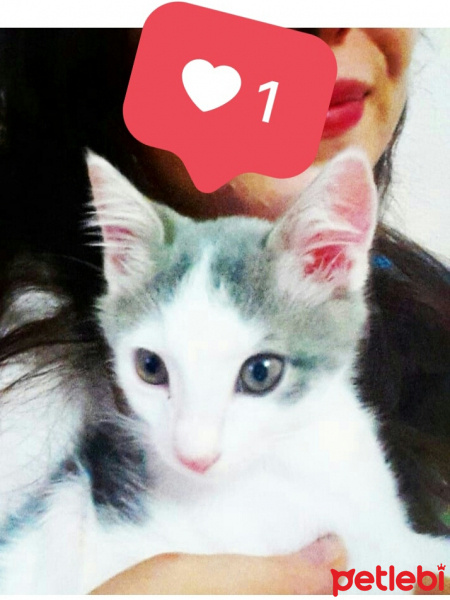Tekir Kedi, Kedi  SHERLOCK fotoğrafı