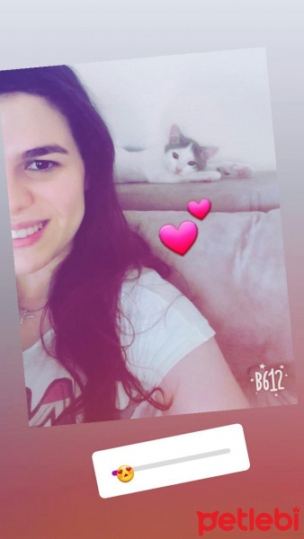 Tekir Kedi, Kedi  SHERLOCK fotoğrafı