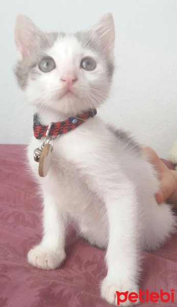 Tekir Kedi, Kedi  SHERLOCK fotoğrafı