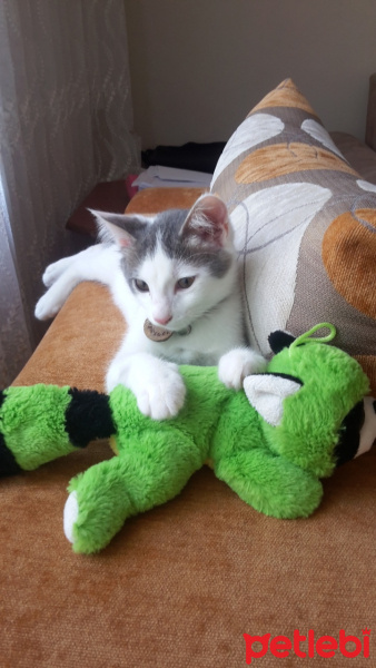 Tekir Kedi, Kedi  SHERLOCK fotoğrafı