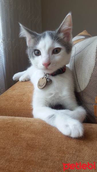 Tekir Kedi, Kedi  SHERLOCK fotoğrafı