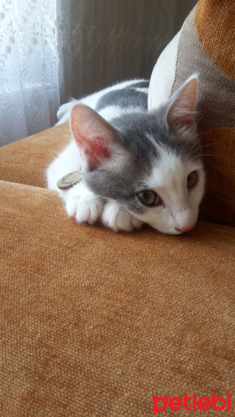 Tekir Kedi, Kedi  SHERLOCK fotoğrafı