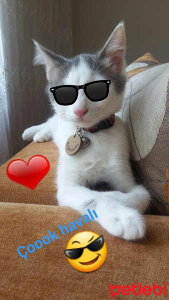 Tekir Kedi, Kedi  SHERLOCK fotoğrafı