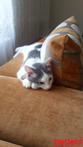 Tekir Kedi, Kedi  SHERLOCK fotoğrafı