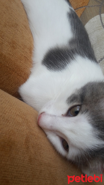 Tekir Kedi, Kedi  SHERLOCK fotoğrafı