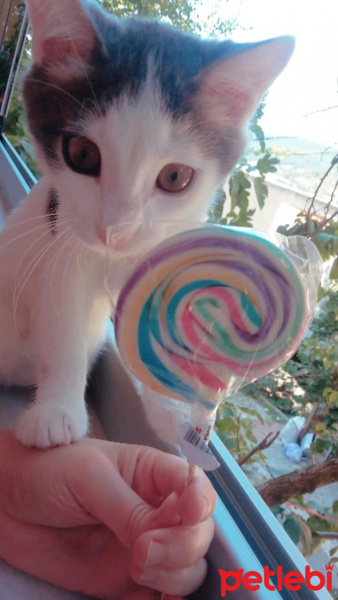 Tekir Kedi, Kedi  SHERLOCK fotoğrafı