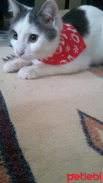 Tekir Kedi, Kedi  SHERLOCK fotoğrafı