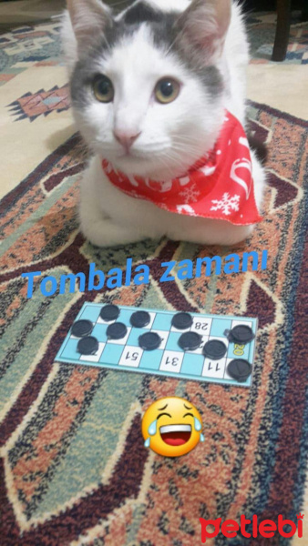 Tekir Kedi, Kedi  SHERLOCK fotoğrafı