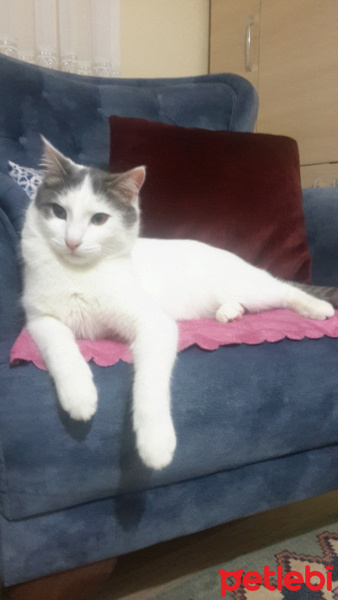 Tekir Kedi, Kedi  SHERLOCK fotoğrafı