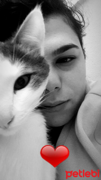 Tekir Kedi, Kedi  SHERLOCK fotoğrafı
