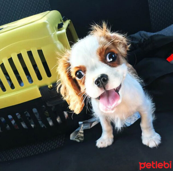 King Charles Spaniel, Köpek  Darvin fotoğrafı