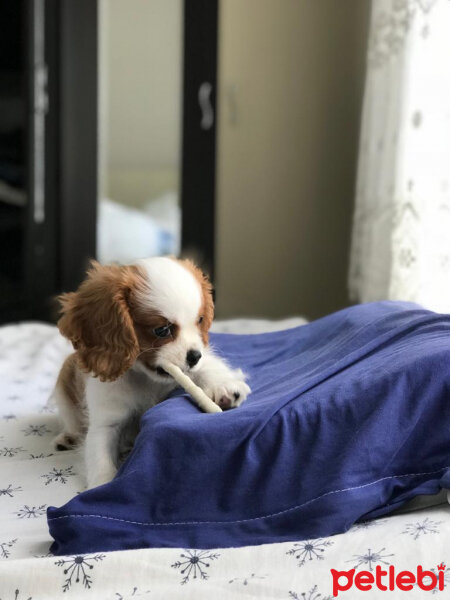 King Charles Spaniel, Köpek  Darvin fotoğrafı