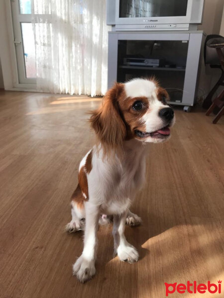 King Charles Spaniel, Köpek  Darvin fotoğrafı