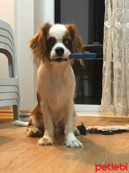 King Charles Spaniel, Köpek  Darvin fotoğrafı