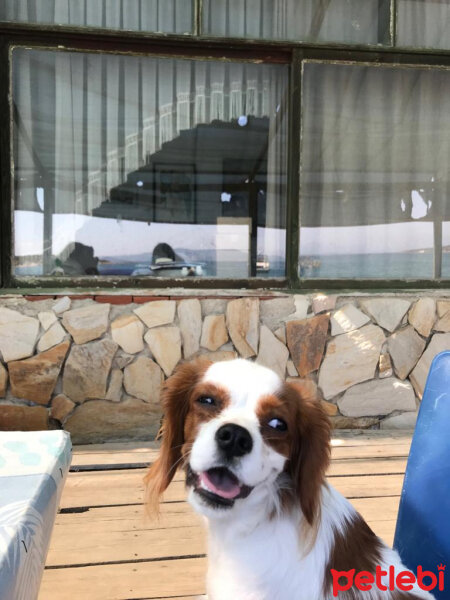 King Charles Spaniel, Köpek  Darvin fotoğrafı