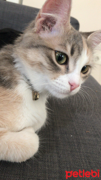 Tekir Kedi, Kedi  Ceku fotoğrafı