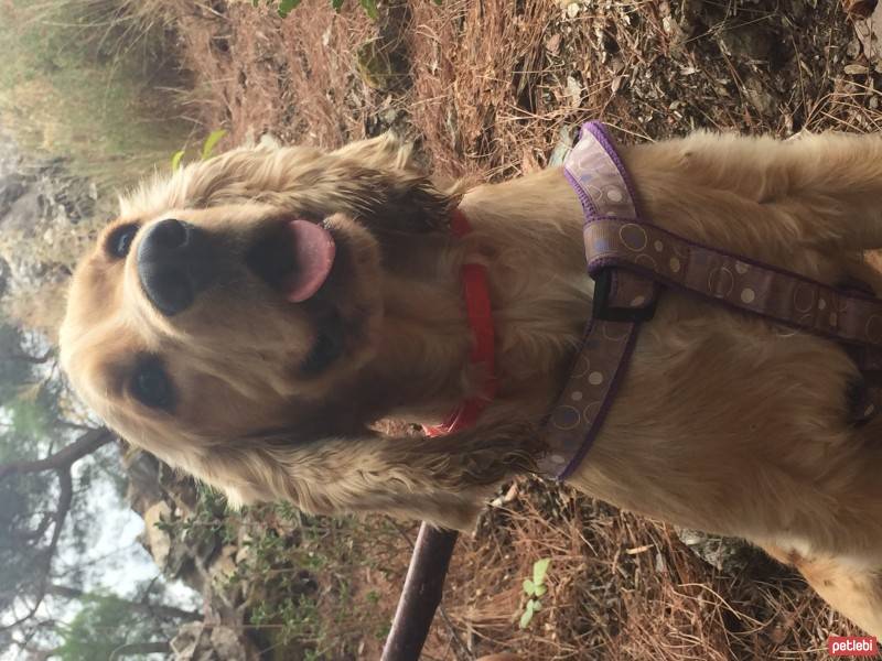 Amerikan Cocker Spaniel, Köpek  Tarçın fotoğrafı